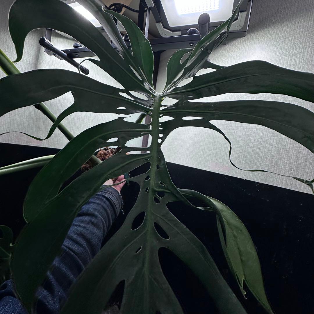 モンステラデリシオーサマクロコズム超希少系統鉢植え79㎝