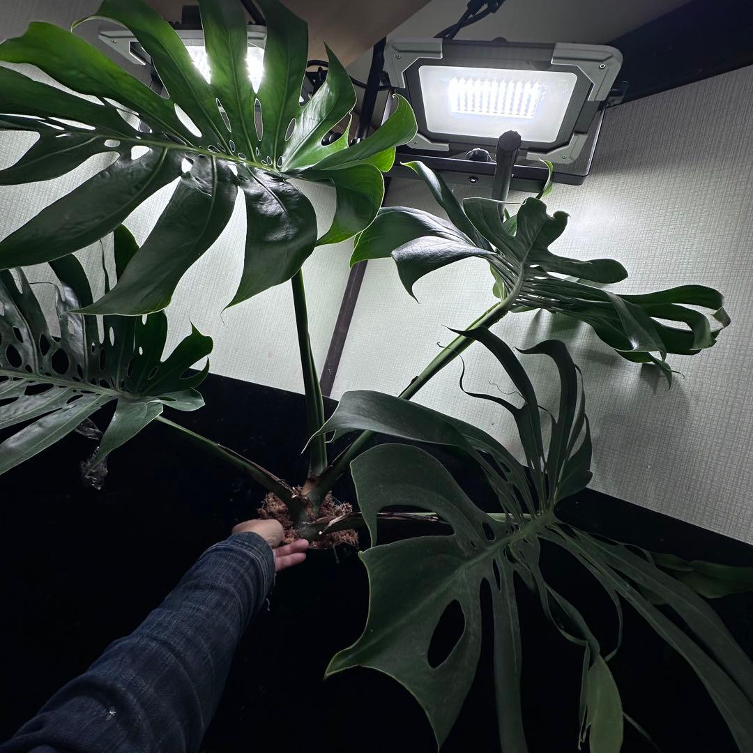 モンステラデリシオーサマクロコズム超希少系統鉢植え79㎝