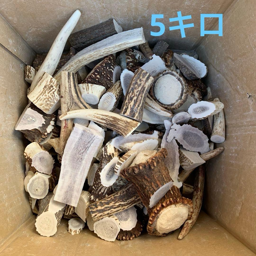 No.2135『鹿角先端&加工材20kセット』鹿の角 エゾ鹿 鹿角 蝦夷