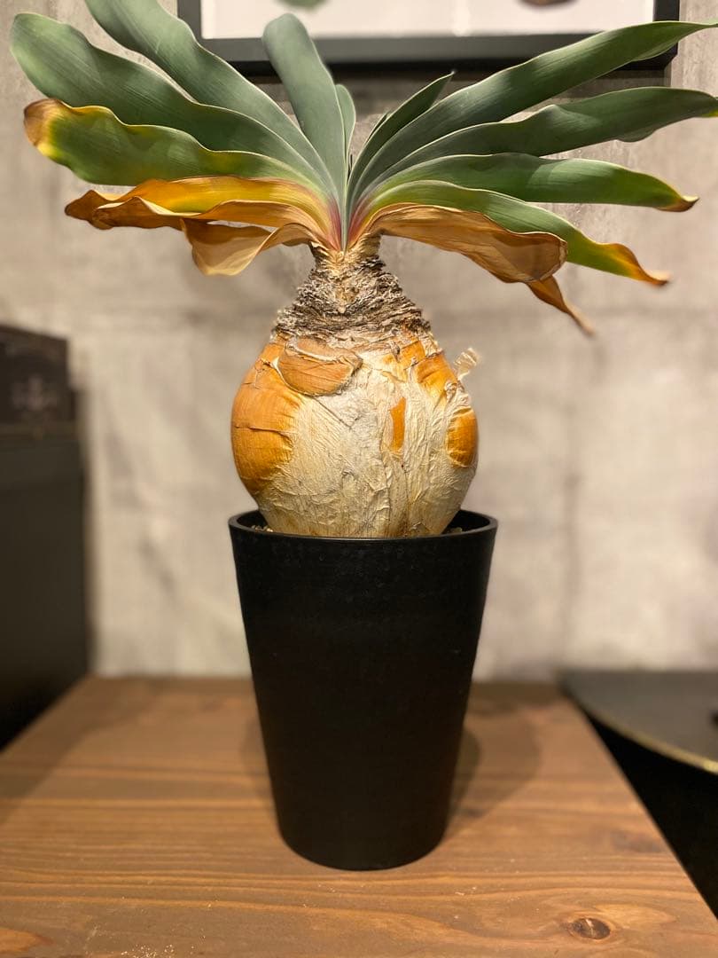 ブーファン ハエマンソイデス 特大美株