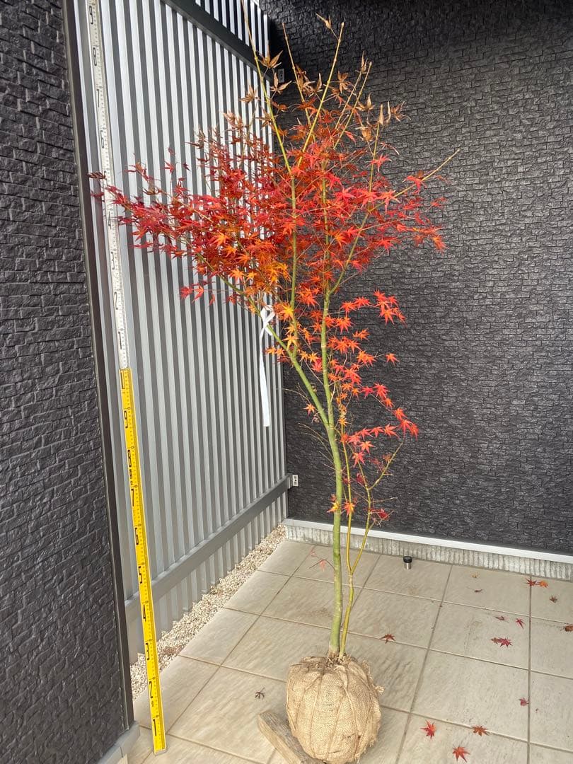 イロハモミジ　樹高H1.5m