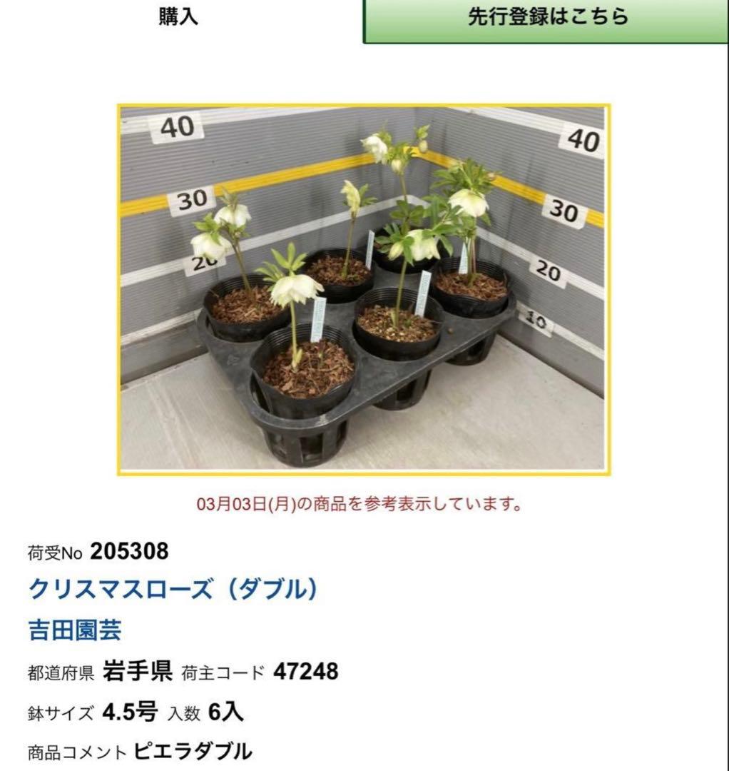 ryoyuuさま専用　ピエラダブル　クリスマスローズ