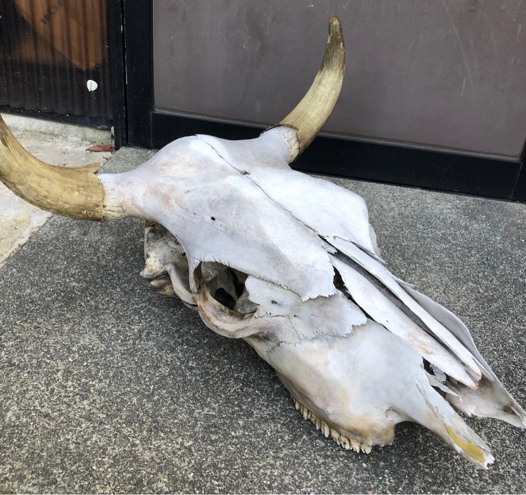 激レア 実物 バッファロースカルヘッド頭蓋骨 - メルカリ