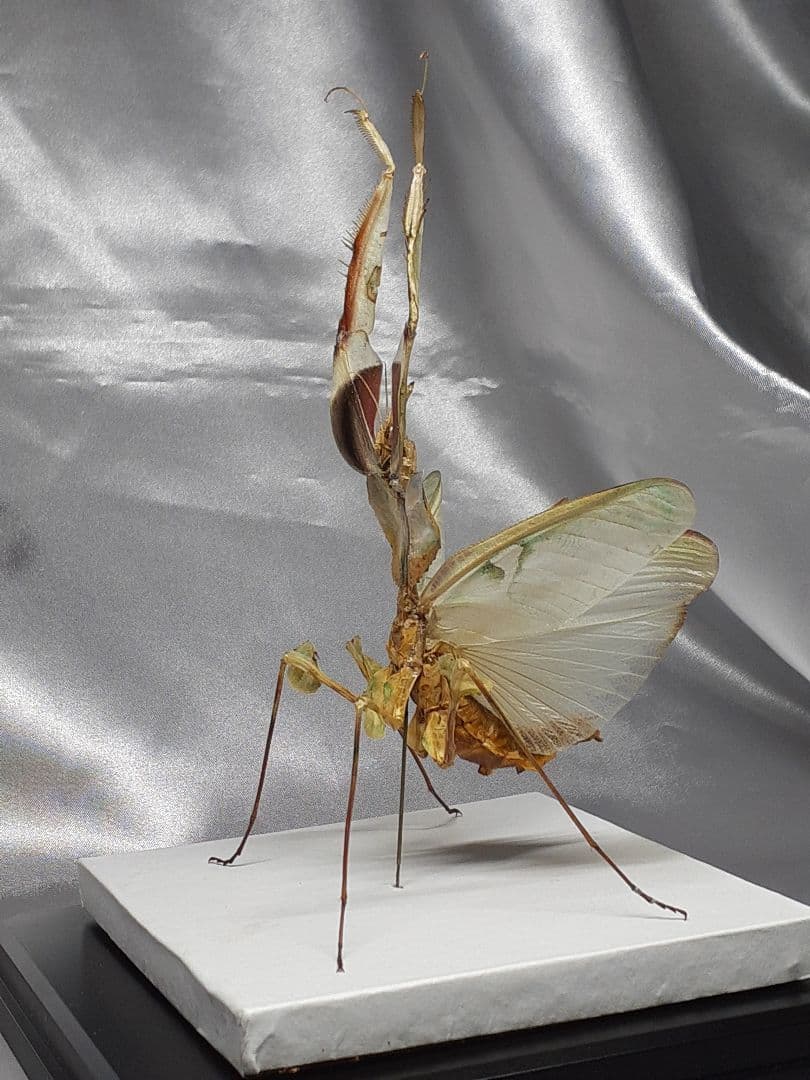 ニセハナマオウカマキリ雌 立体標本 - メルカリ