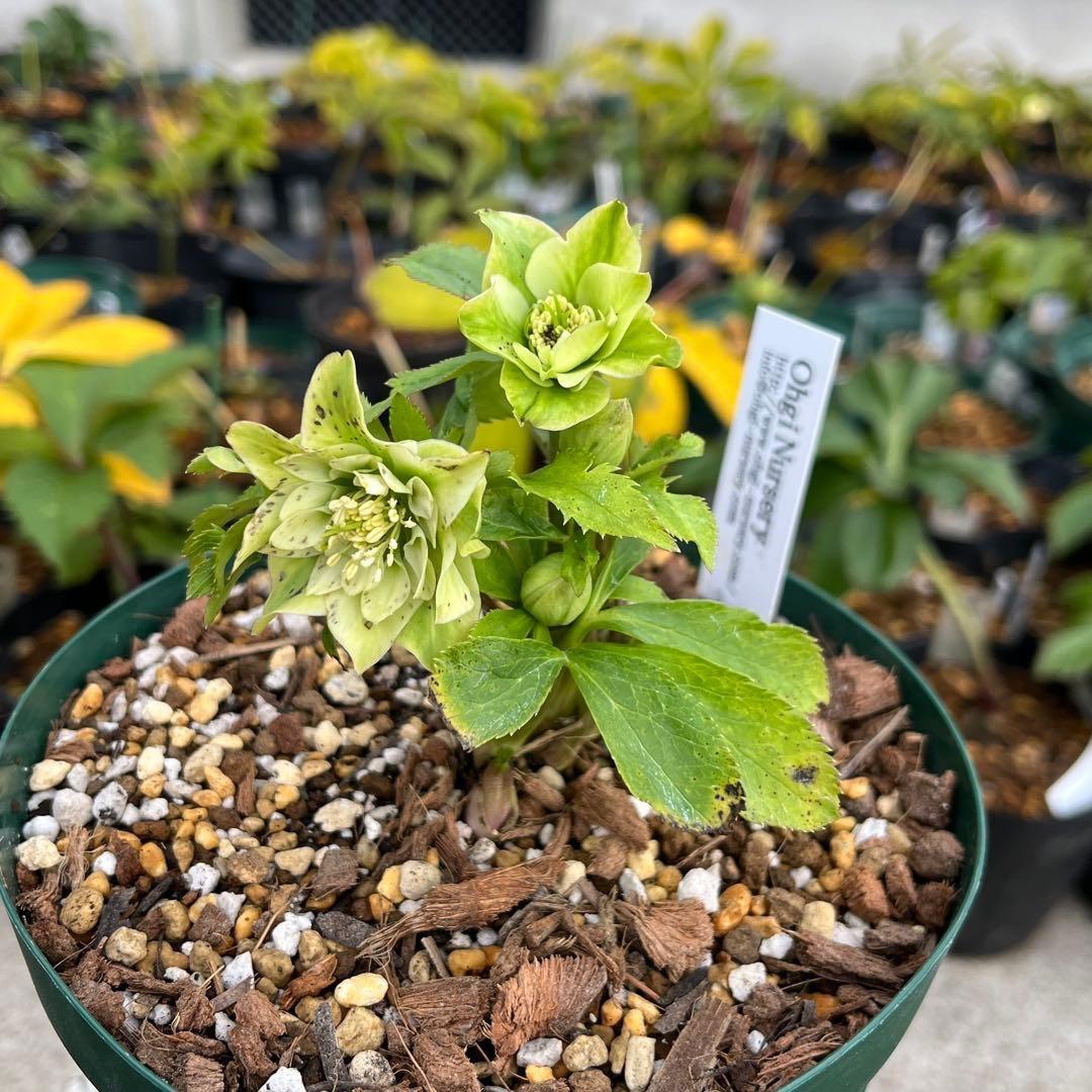 ま*️様 ❤️しっかり新芽元気株3226⭐️NEW⭐️レア☘️マイクロヒデコート