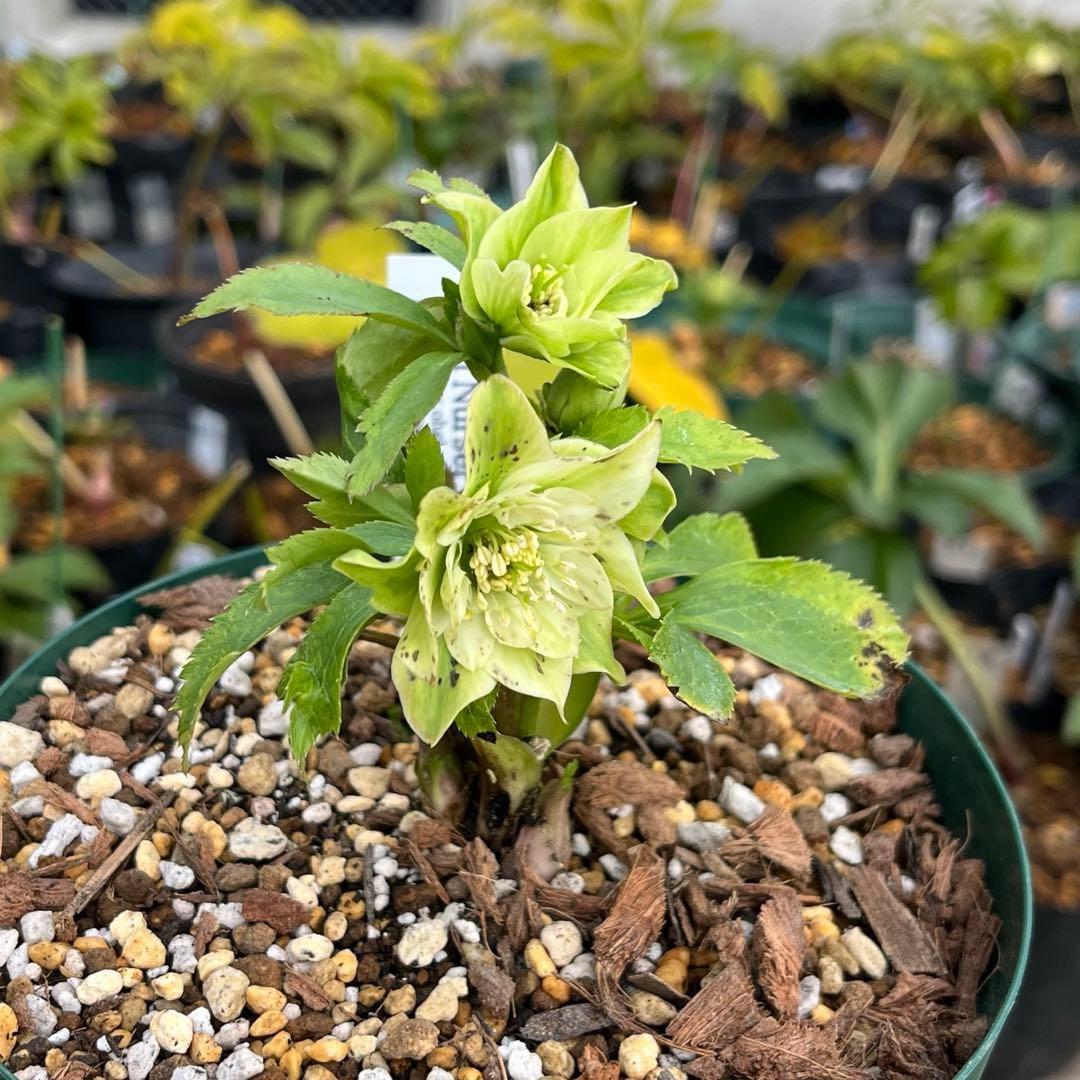 ま*️様 ❤️しっかり新芽元気株3226⭐️NEW⭐️レア☘️マイクロヒデコート