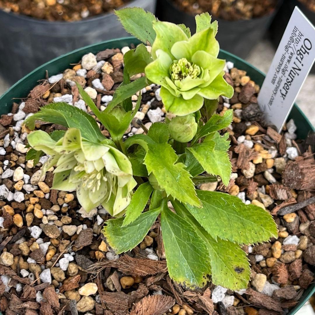 ま*️様 ❤️しっかり新芽元気株3226⭐️NEW⭐️レア☘️マイクロヒデコート