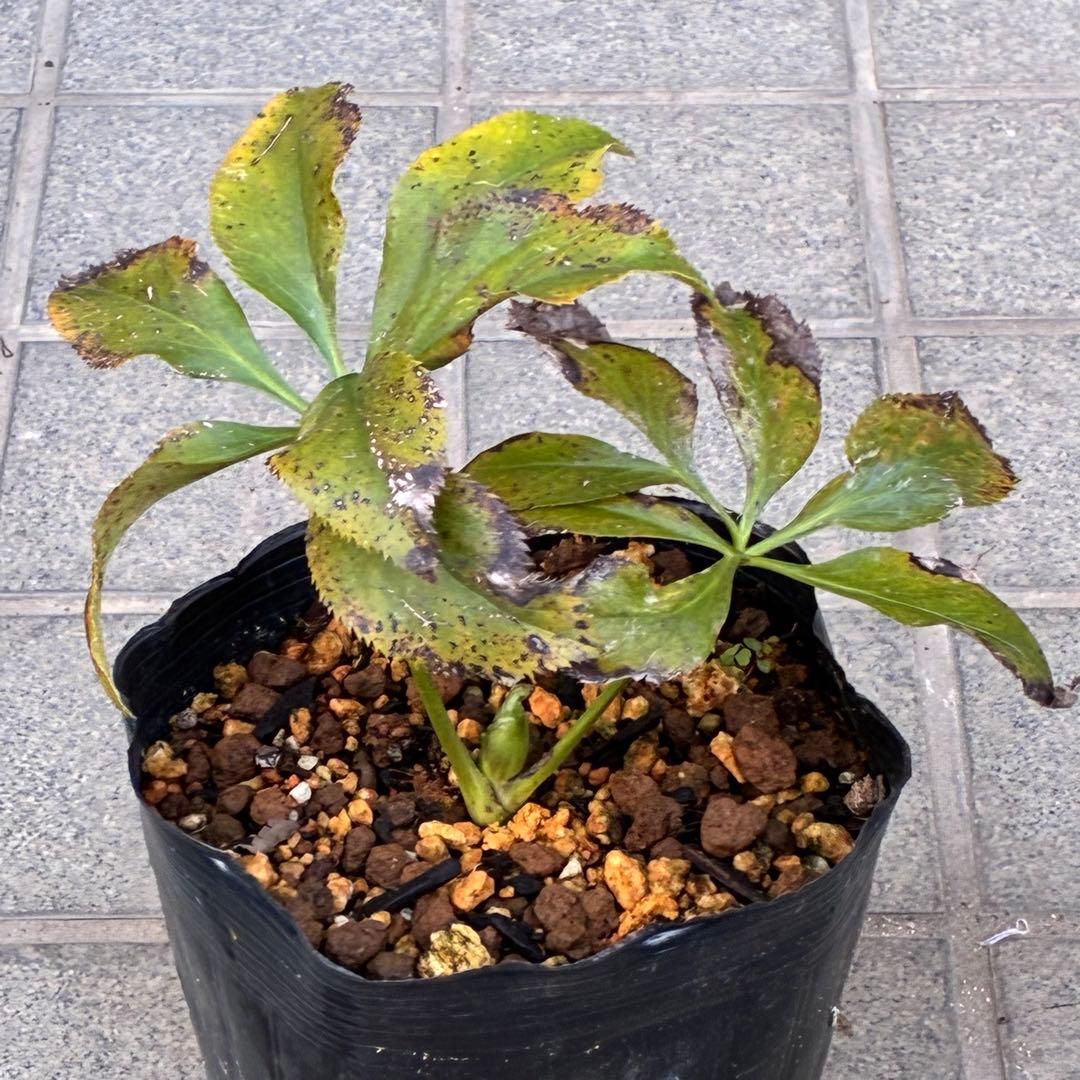 ま*️様 ❤️しっかり新芽元気株3226⭐️NEW⭐️レア☘️マイクロヒデコート