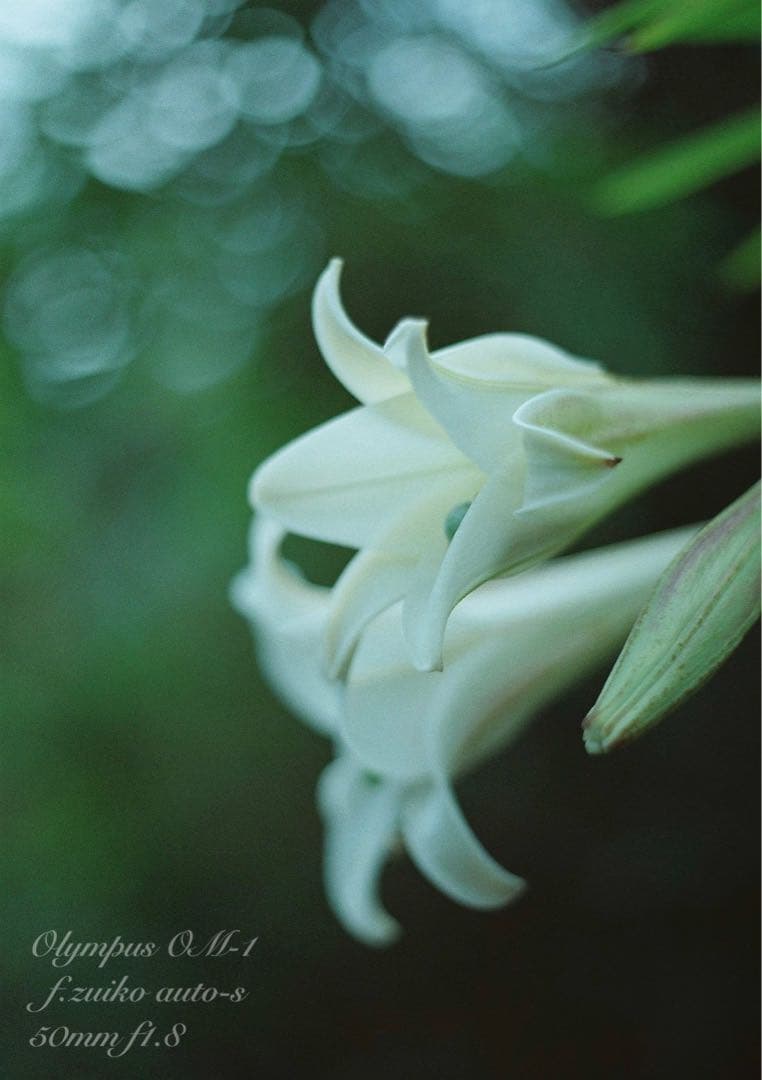 ★完動品＊美品＊初期保証★OM-1 &レンズf1.4★リザード・オリーブブラック