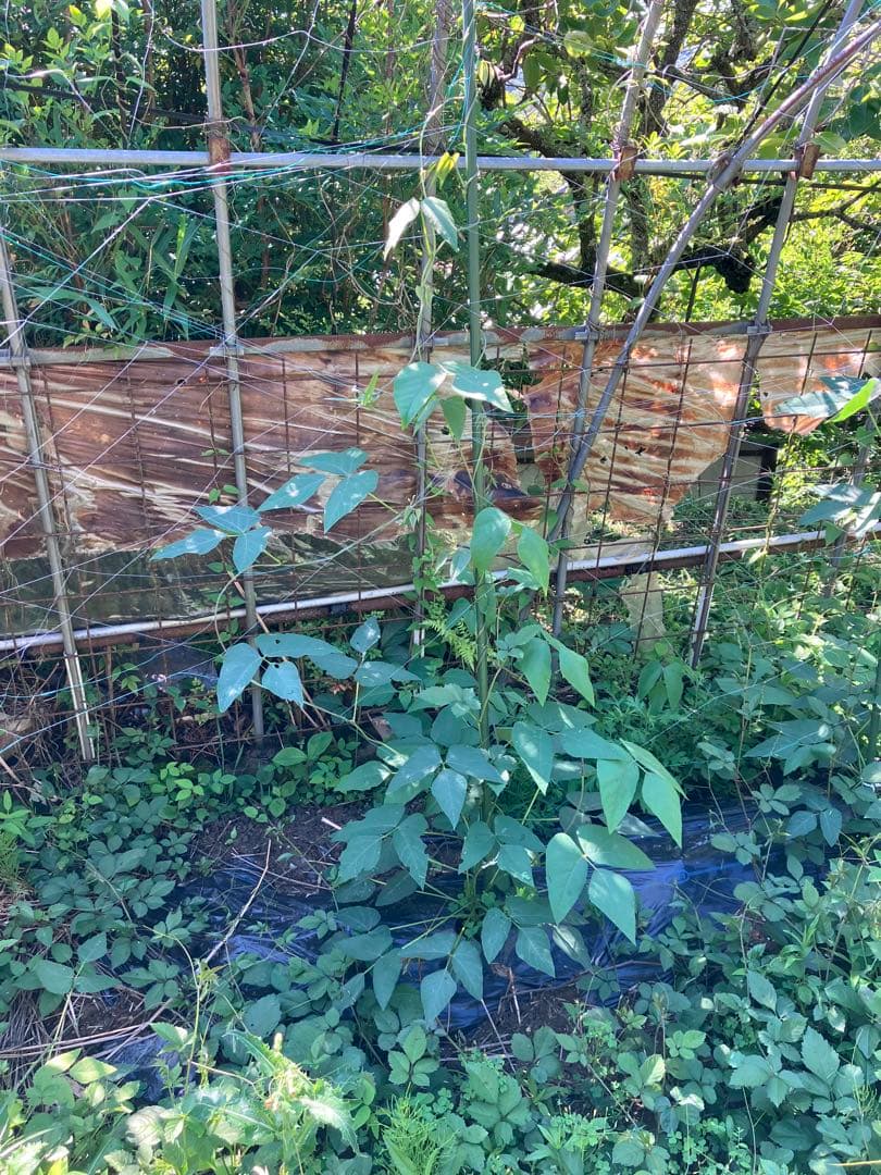 晴れの国岡山産ムクナ豆【八升豆】10kg‼️ 自然農