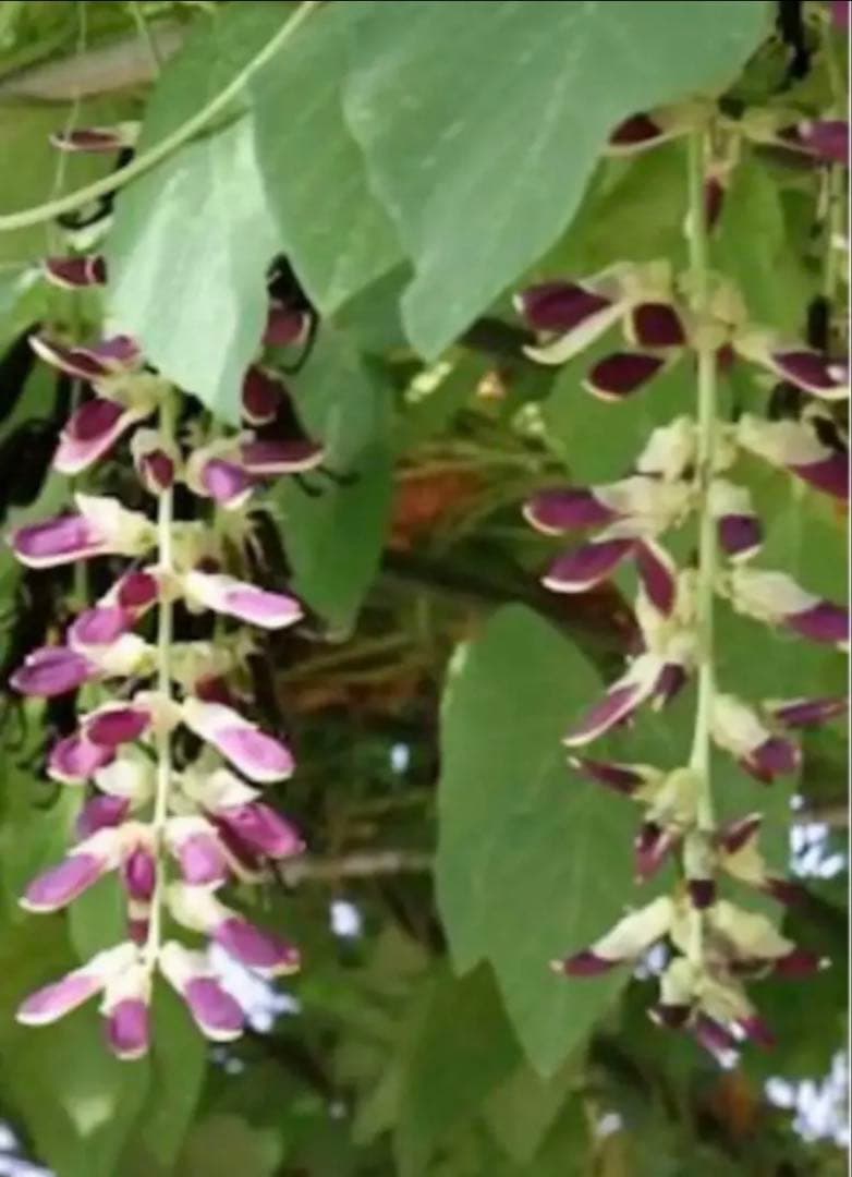 晴れの国岡山産ムクナ豆【八升豆】10kg‼️ 自然農