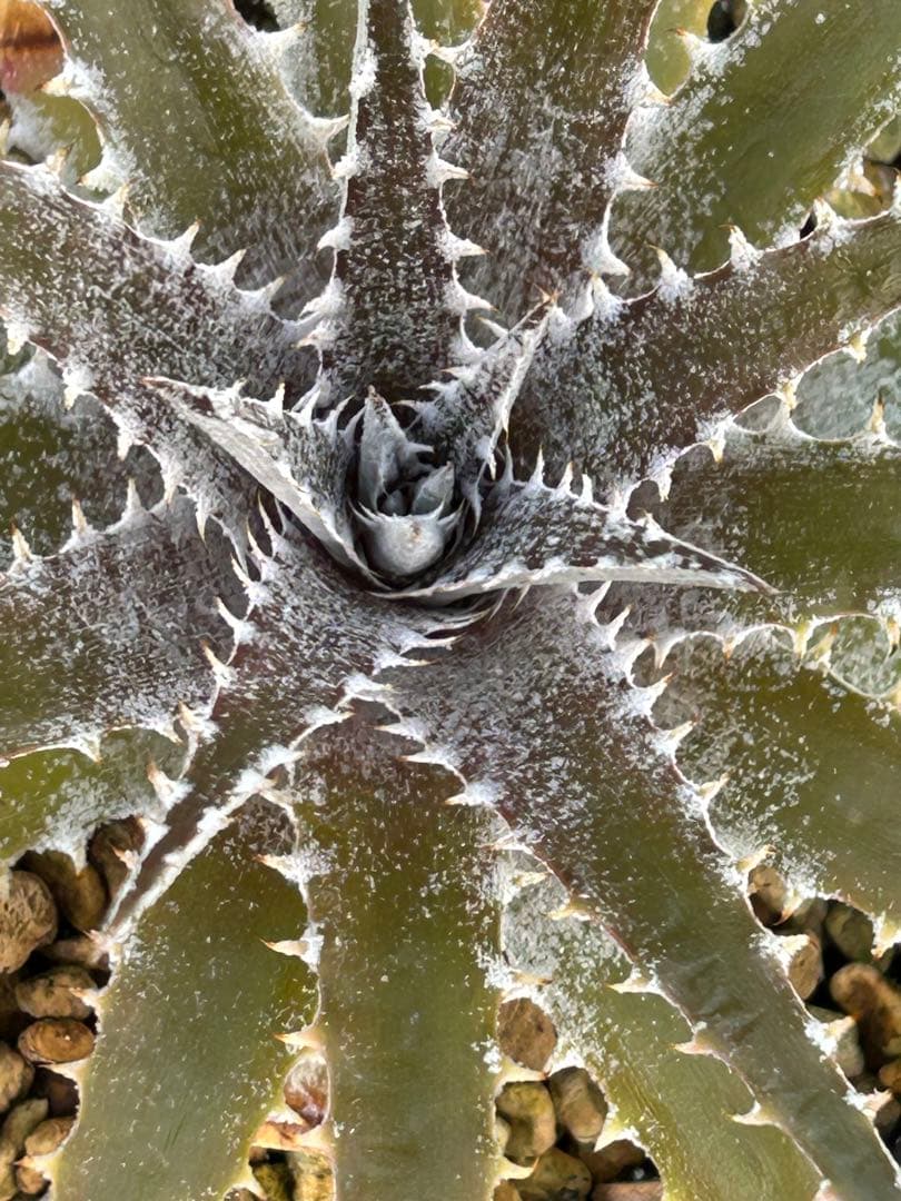 DBディッキア Dyckia Bill Baker hybrid #222 ⑵ - メルカリ