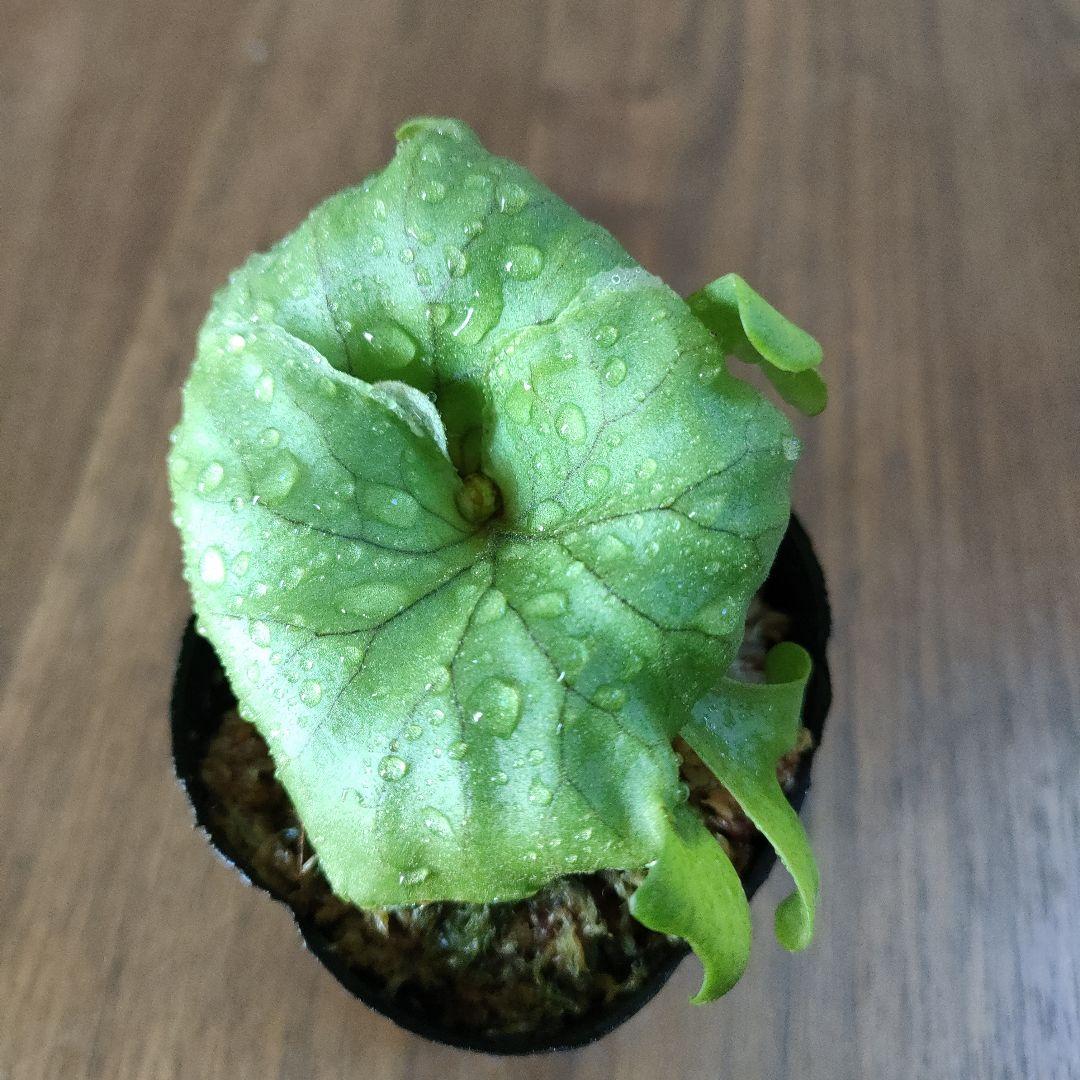 ☆リドレイワイド*°ビカクシダ 胞子培養株 子株 ポット苗 - メルカリ