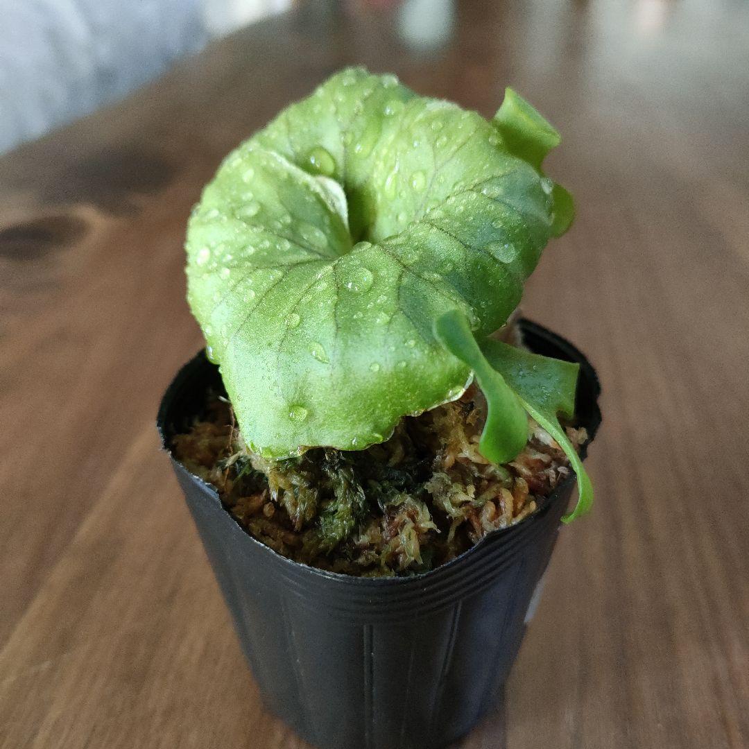 ☆リドレイワイド*°ビカクシダ 胞子培養株 子株 ポット苗 - メルカリ