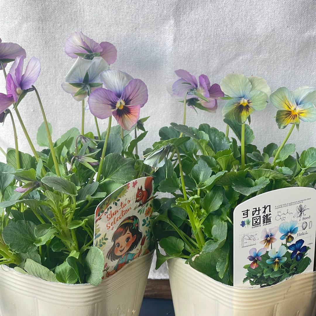 ビオラ すみれ図鑑 パルプンテ 2ポットセット - メルカリ