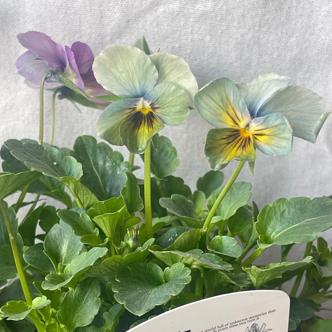 ビオラ すみれ図鑑 パルプンテ 2ポットセット - メルカリ