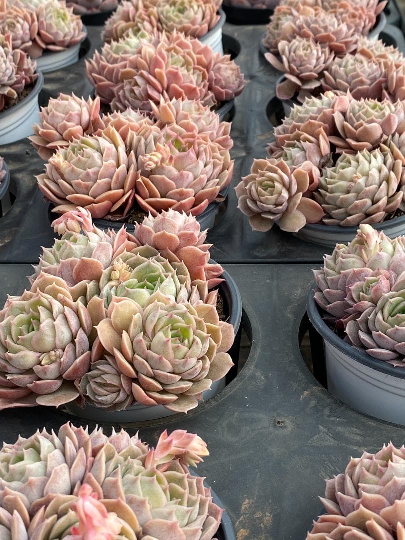 Y*o様 X-DP622 抜き苗 18株 アンスノー 多肉植物 エケベリア サボ