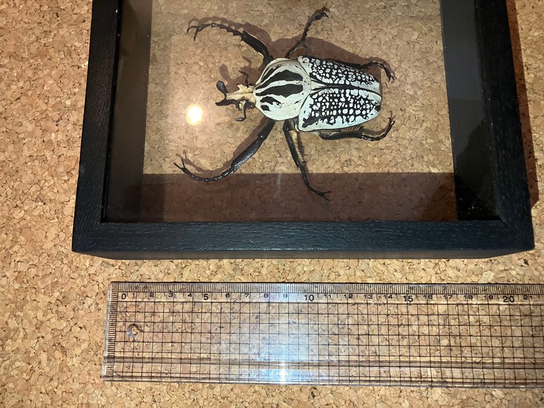 標本/ゴライアスオオツノハナムグリ/ゴライアスオリエンタリス