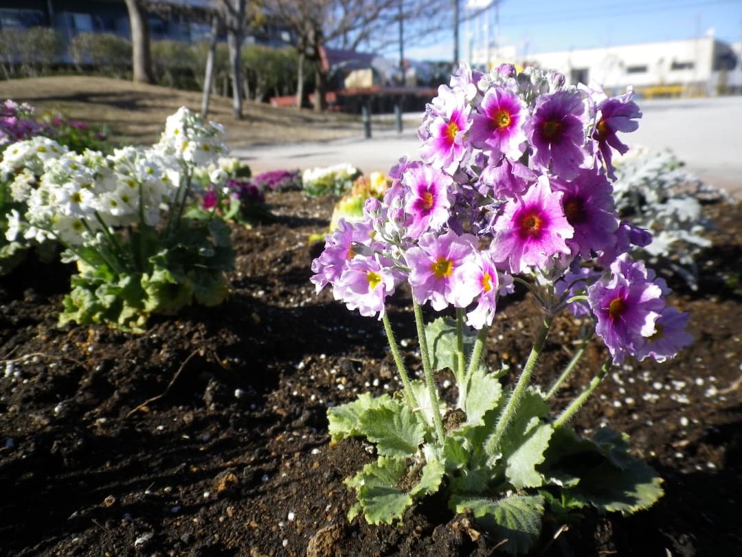 実写美⭕️【動作確認済み】PENTAX OPTIO H90 オールドコンデジ