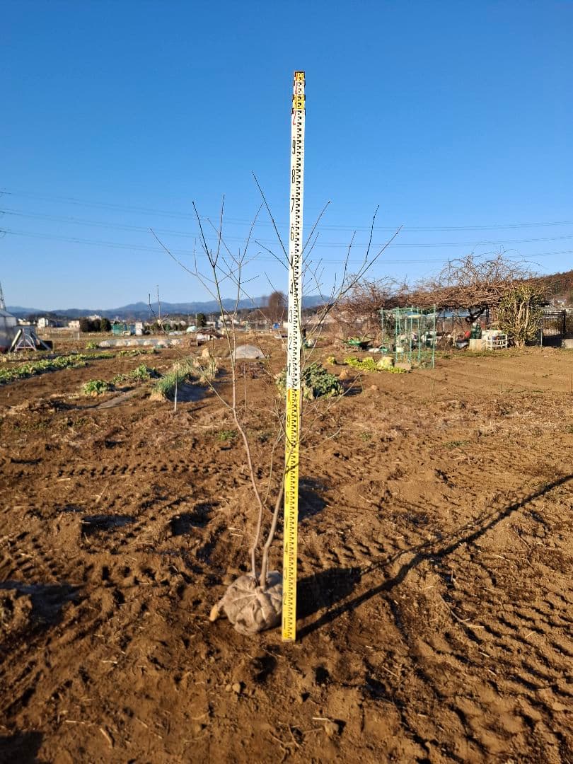 ハウチワカエデ 山彩り 雑木 －－アオダモ、アオハダ、モミジ