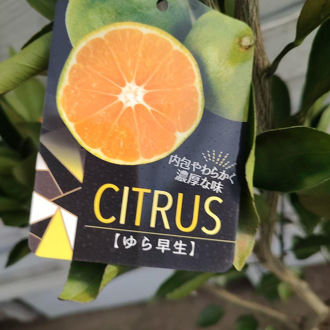 ゆら早生みかん 3年生 苗木