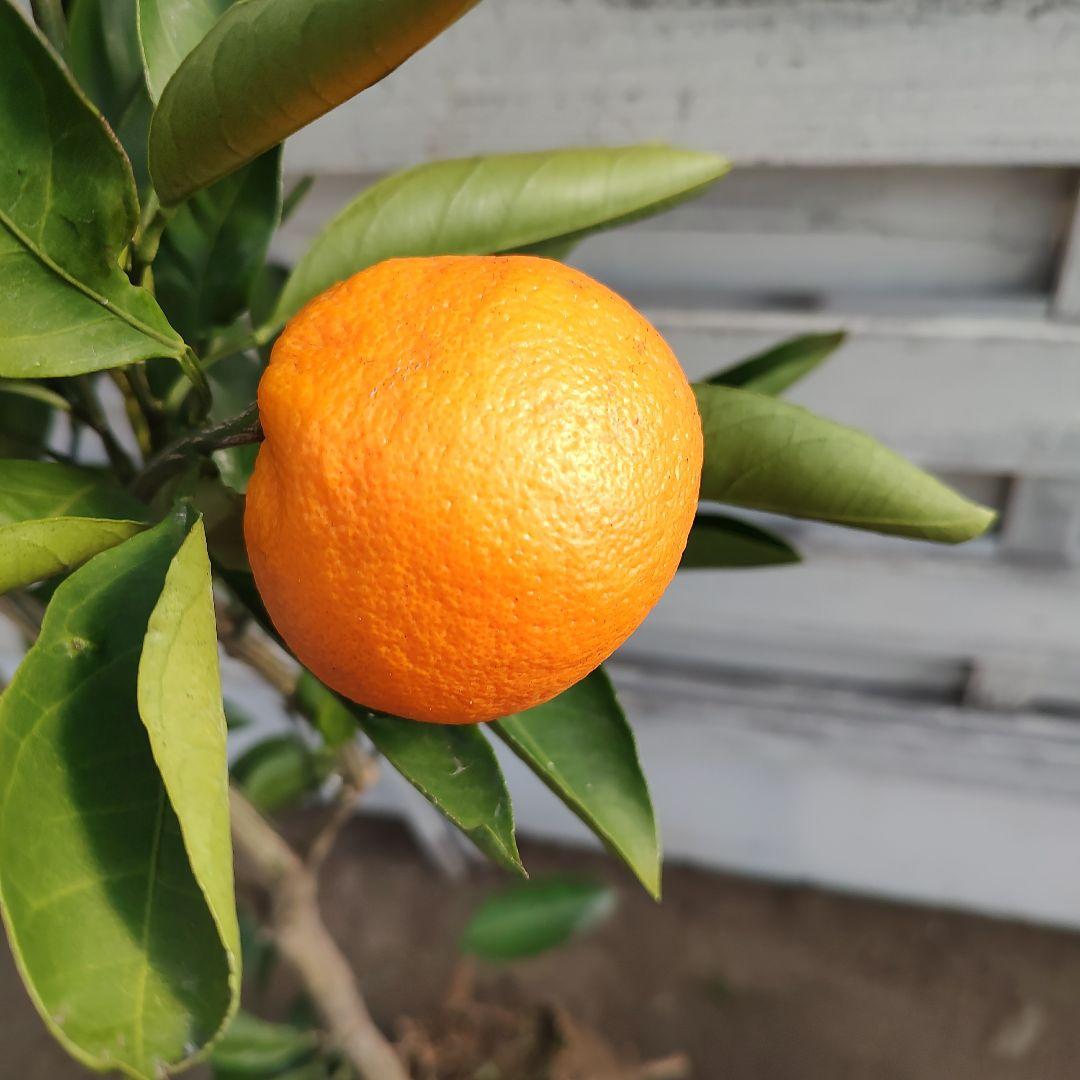 ゆら早生みかん 3年生 苗木