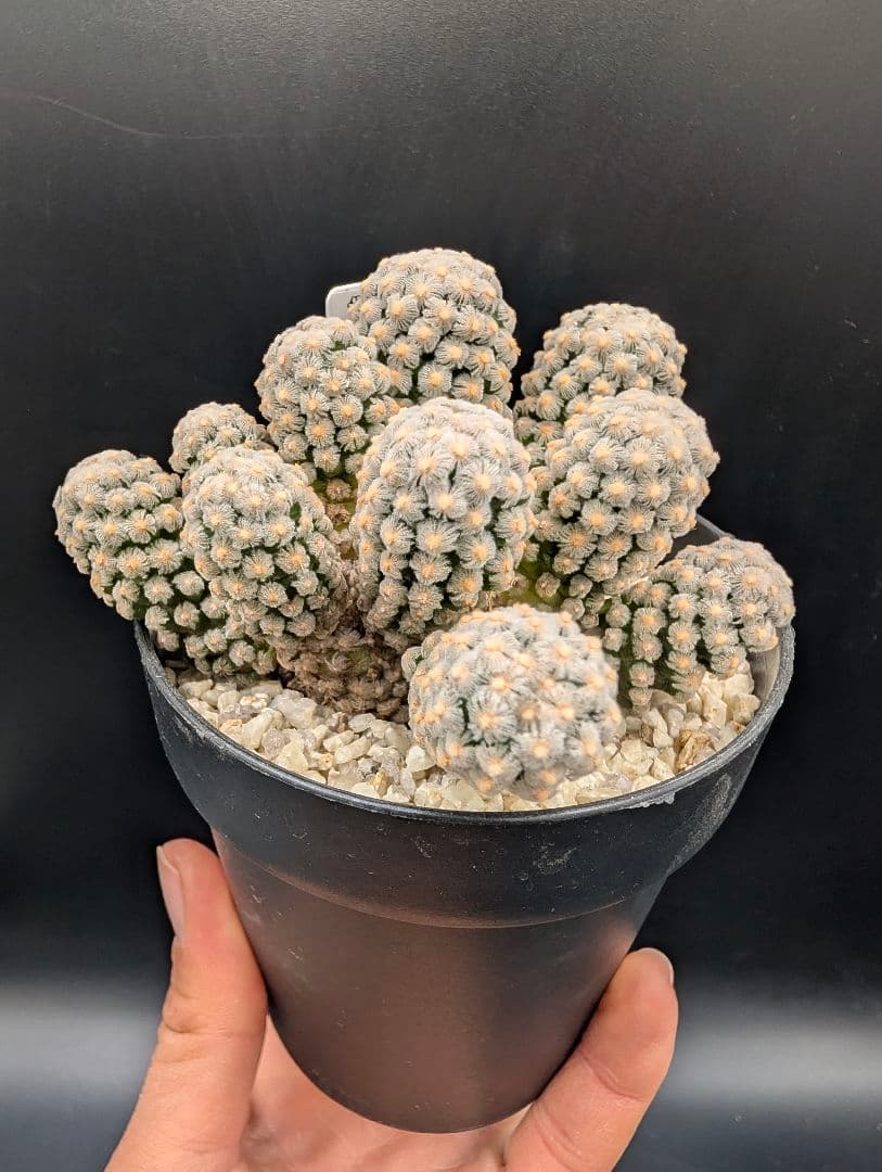 テレサエ 実生 群生 鉢植えメルカリ便送料込み