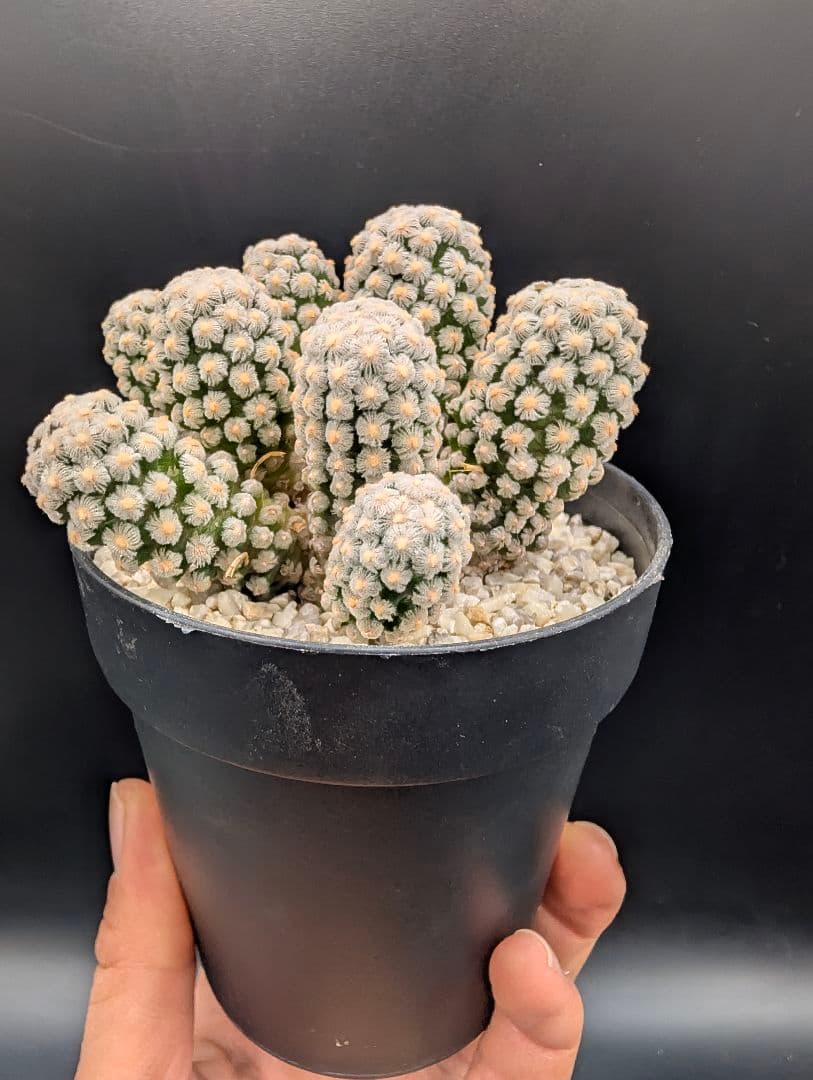 テレサエ 実生 群生 鉢植えメルカリ便送料込み