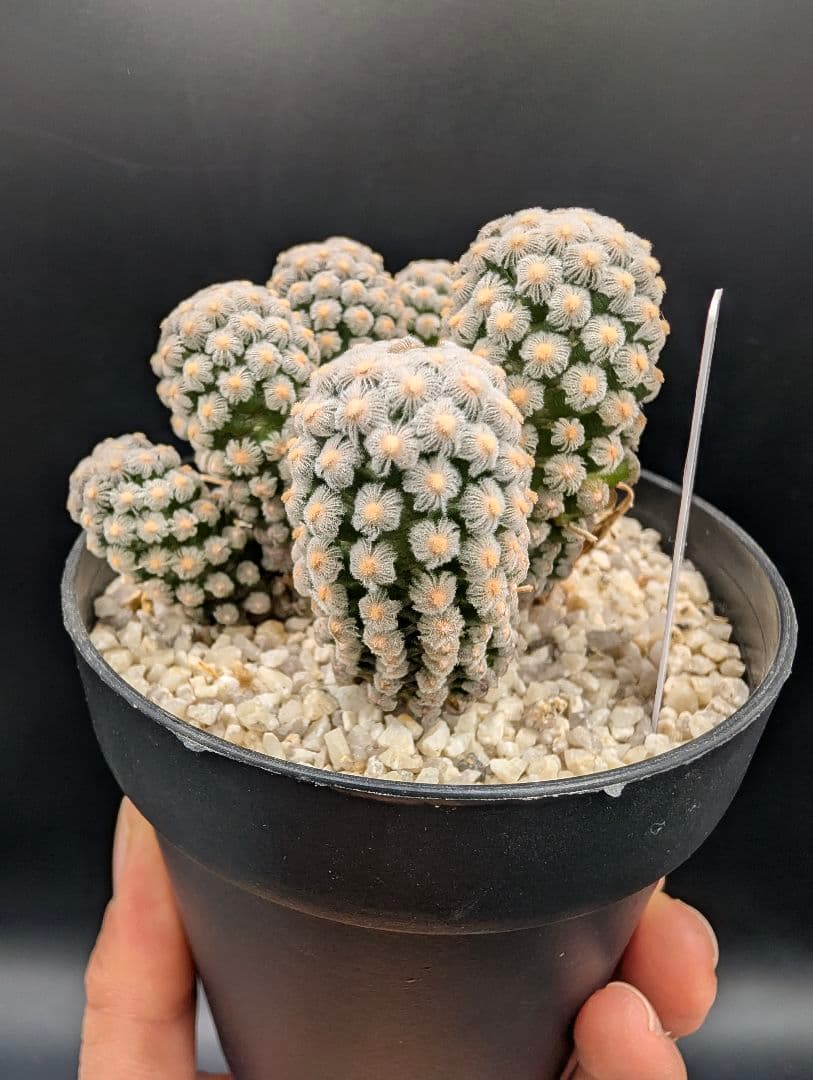 テレサエ 実生 群生 鉢植えメルカリ便送料込み