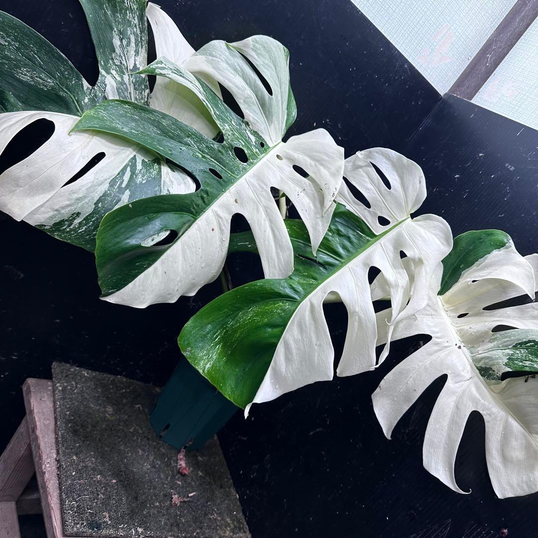ほ*し様 モンステラ斑入りハーフムーンホワイトタイガー極美斑入り