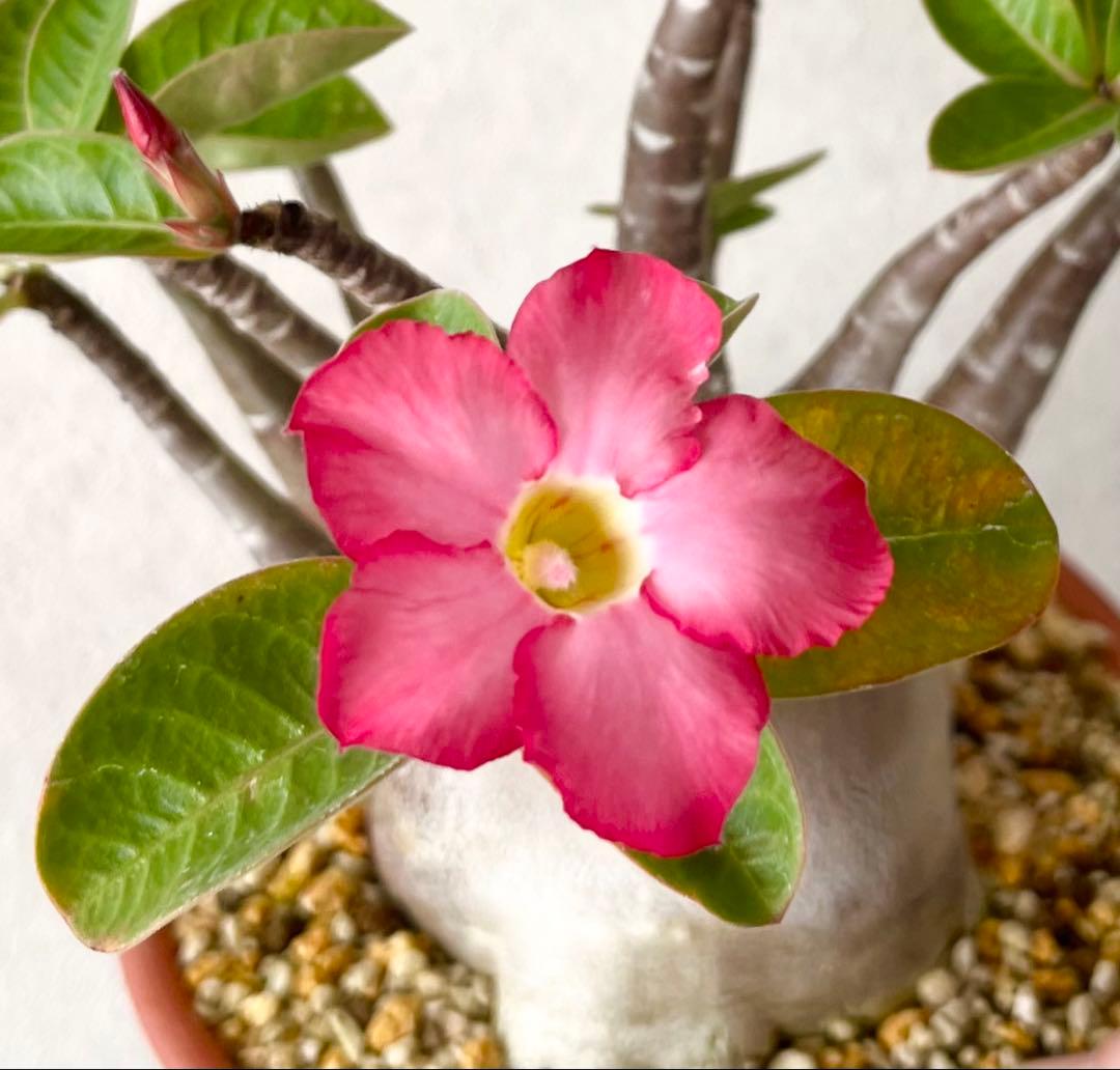 【レア/超極太/ブラックスキン/塊根植物】アデニウム アラビカム D1.3