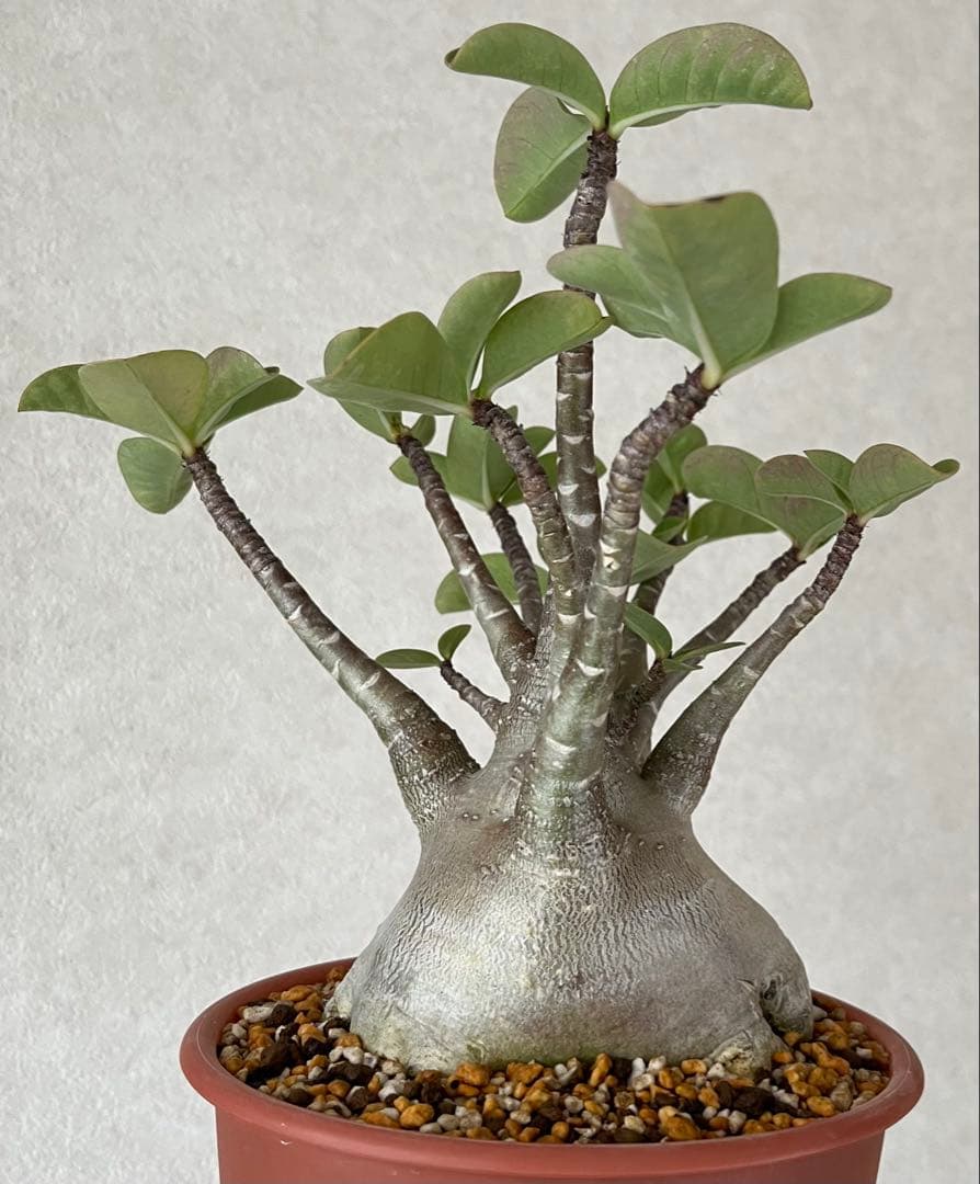 【レア/超極太/ブラックスキン/塊根植物】アデニウム アラビカム D1.3