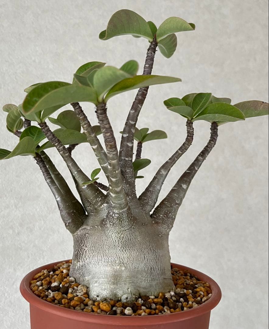 【レア/超極太/ブラックスキン/塊根植物】アデニウム アラビカム D1.3