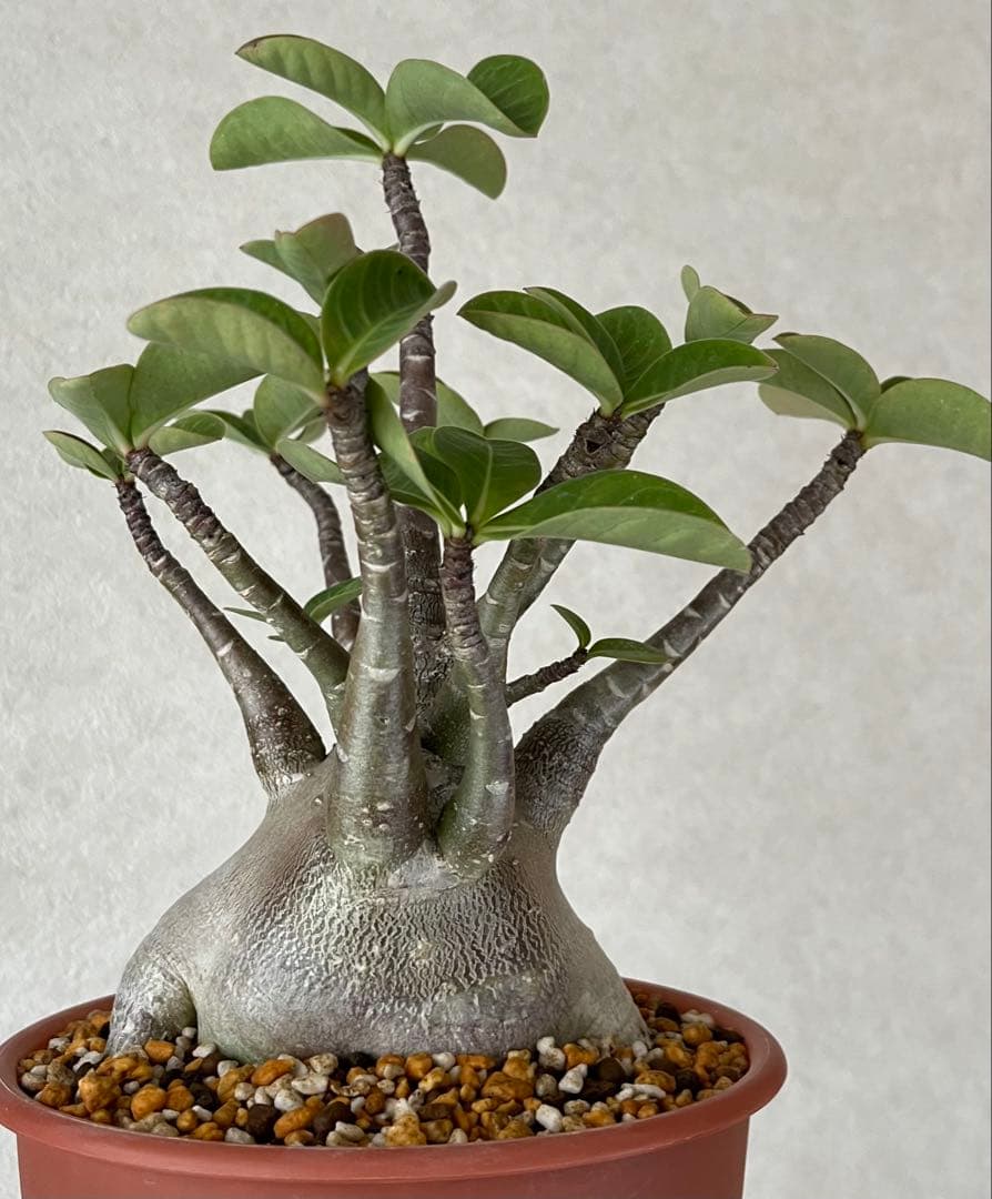 【レア/超極太/ブラックスキン/塊根植物】アデニウム アラビカム D1.3