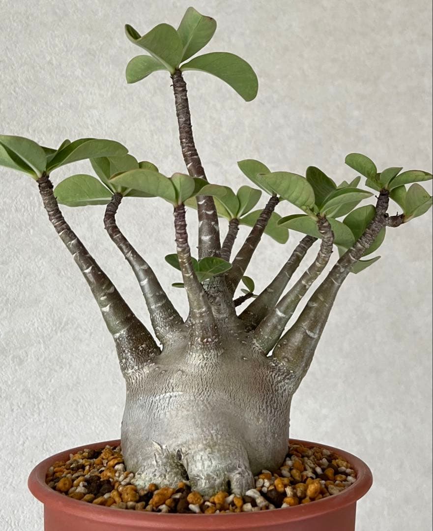 【レア/超極太/ブラックスキン/塊根植物】アデニウム アラビカム D1.3