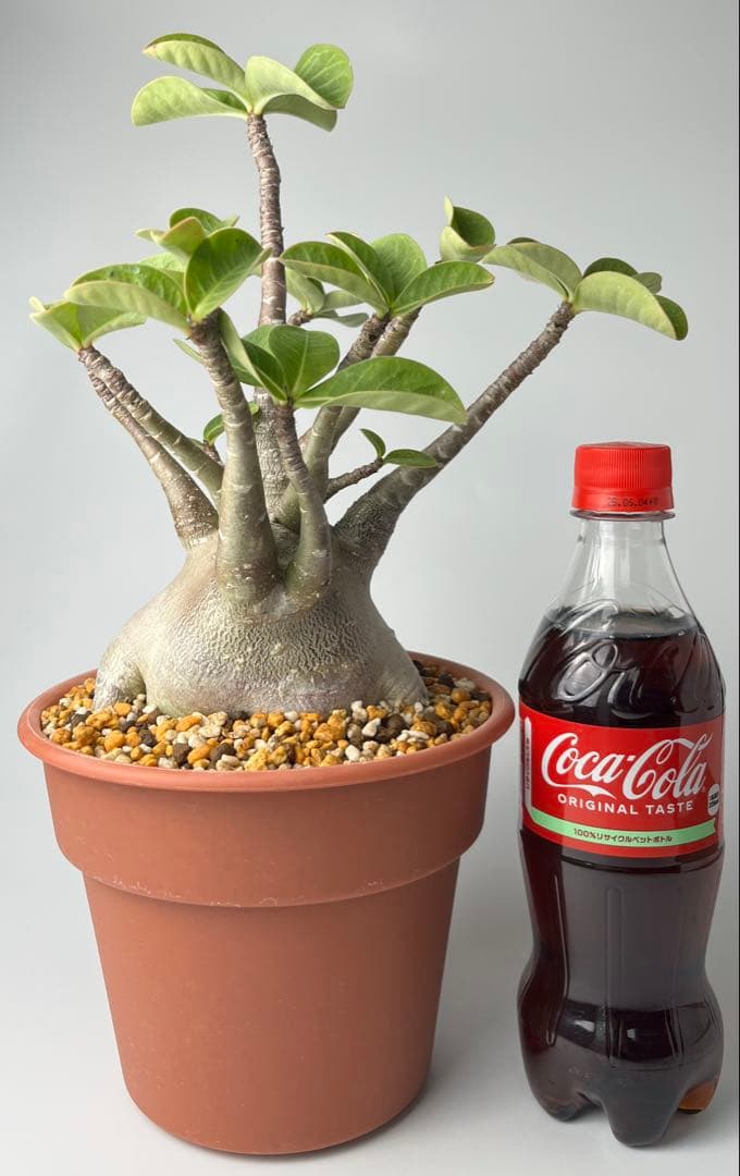 【レア/超極太/ブラックスキン/塊根植物】アデニウム アラビカム D1.3