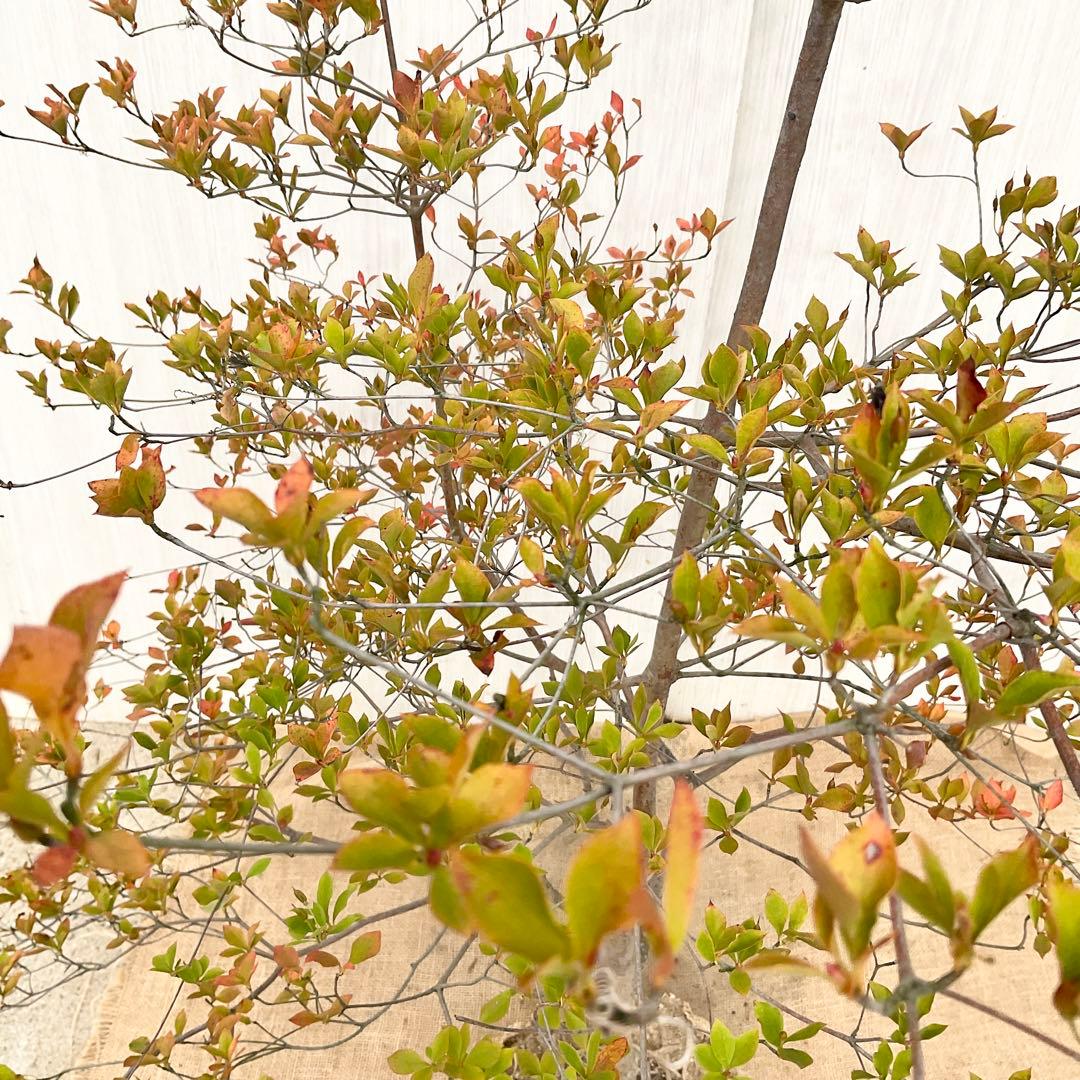 山採りドウダンツツジ 白 / 793