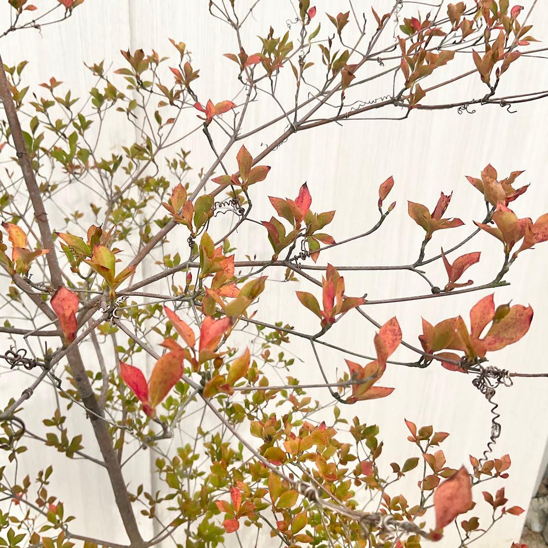 山採りドウダンツツジ 白 / 793