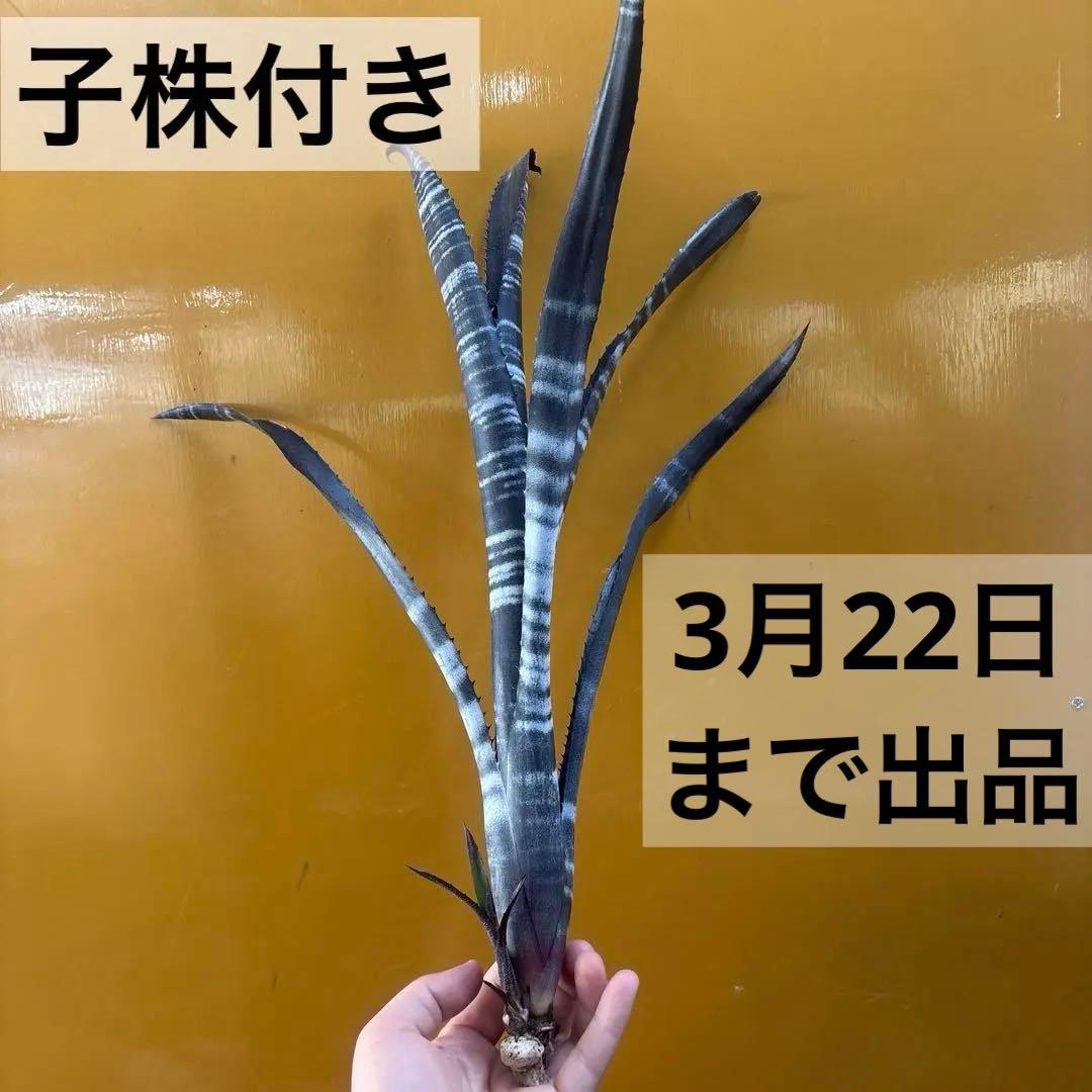 ビルベルギア ダースベイダー② - メルカリ