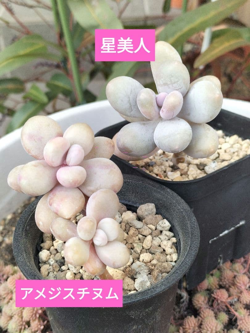 アメジスチヌム】と【星美人】カット苗 多肉植物 - メルカリ
