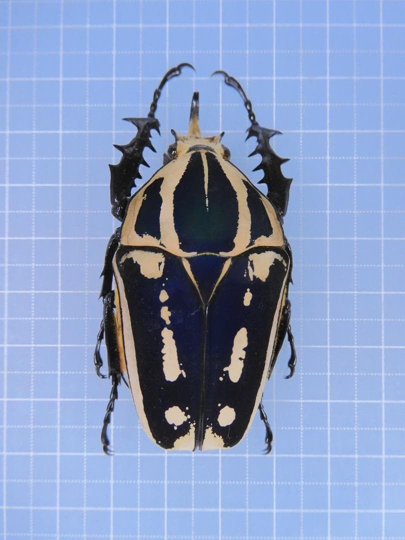 ウガンダオオツノハナムグリ 標本 ・ザイール産天然品7.9cm