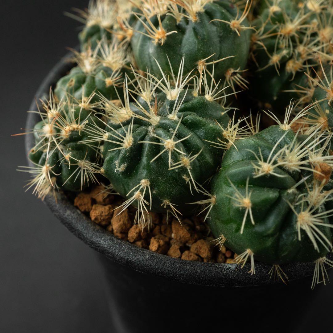 綾波 モンストx 10 （実生） #195 | 激安通販のイーサプライ