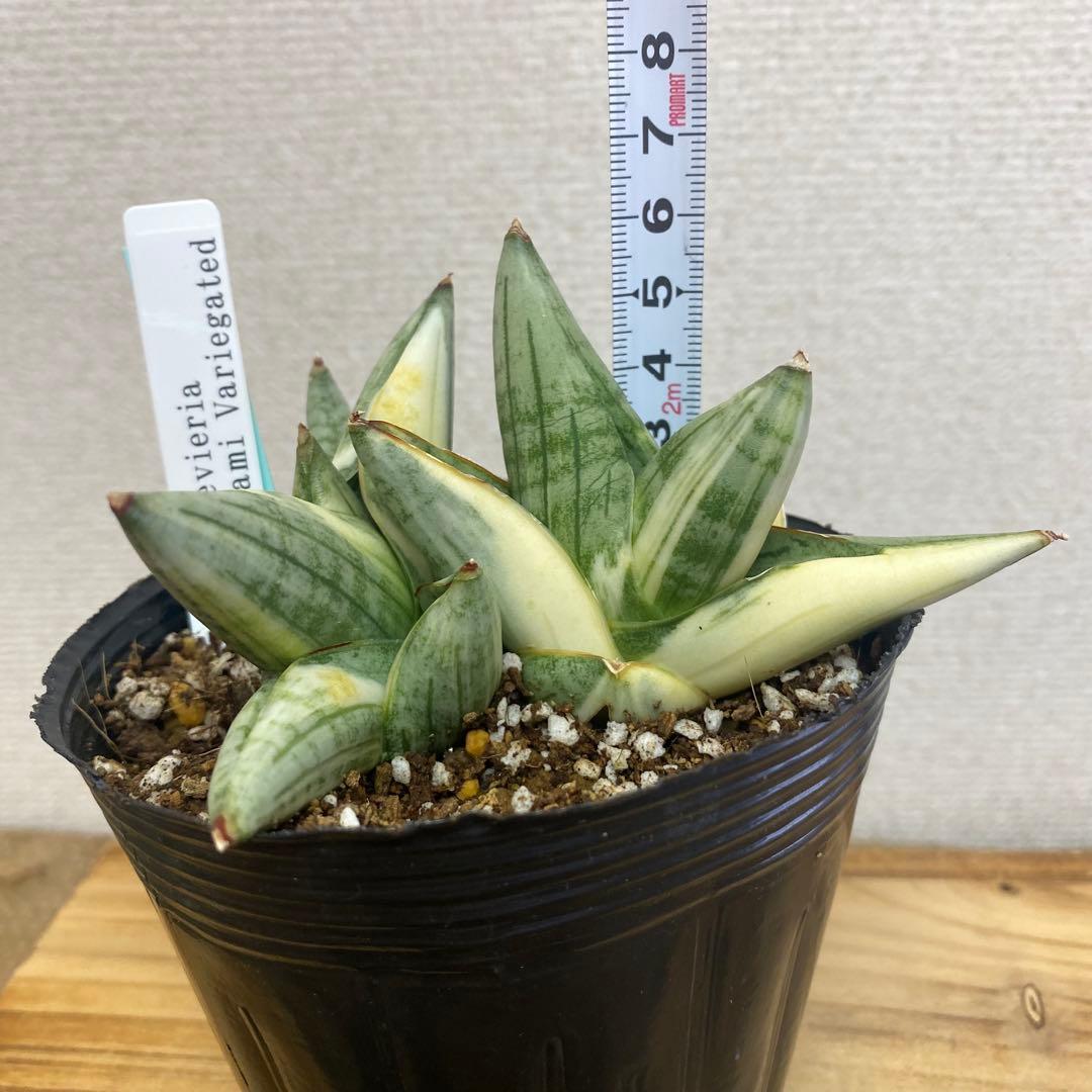 サンスベリア ナミ 斑入 美株 S.Nami Var