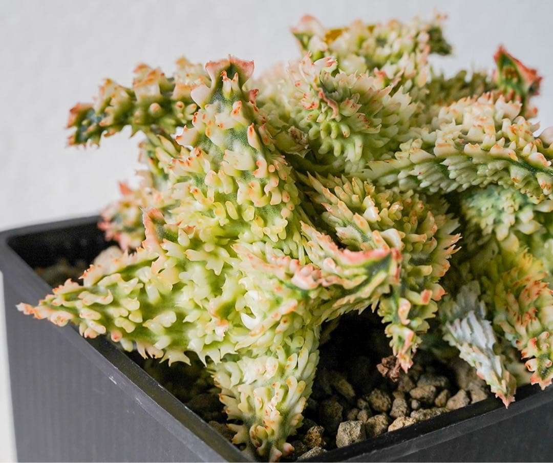 アロエ Tiger Claw TCT アロエハイブリッド - メルカリ