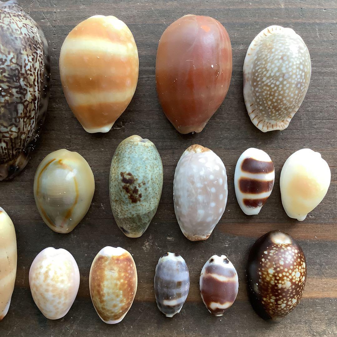 No667 天然貝殻 タカラガイ コレクション - メルカリ