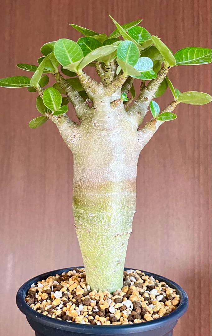 激レア/塊根植物】アデニウム アラビカム ゴジ バオバブタイプ 鉢植え