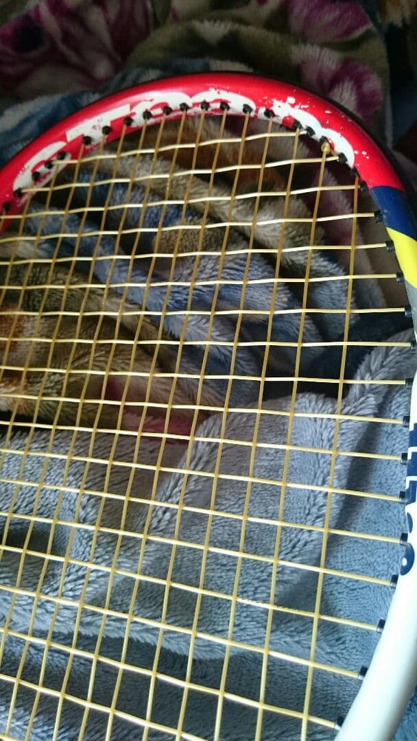 錦織圭サイン入り限定ラケット