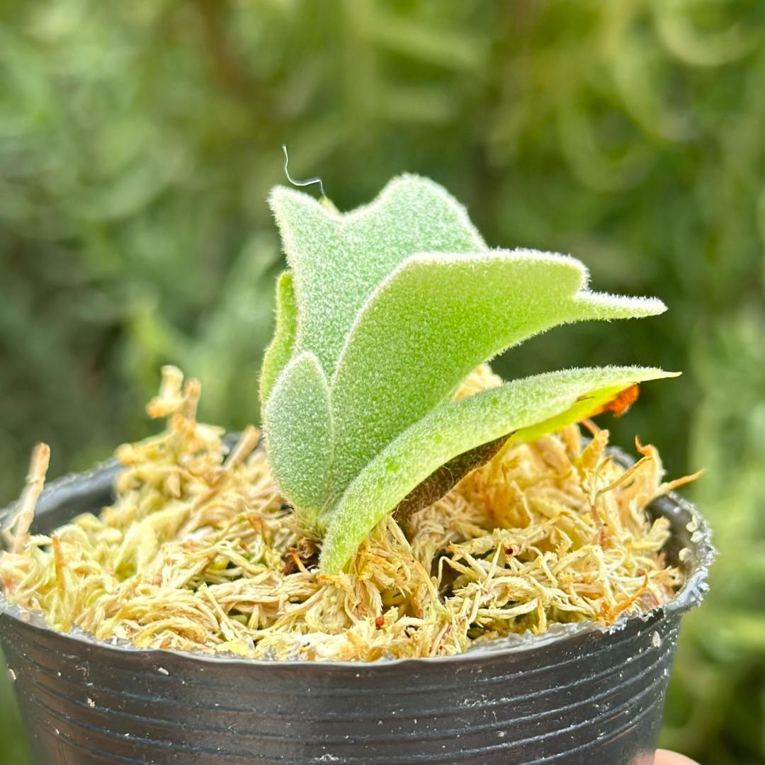 P.willinckii Frosty Maiden Spore 02 - メルカリ