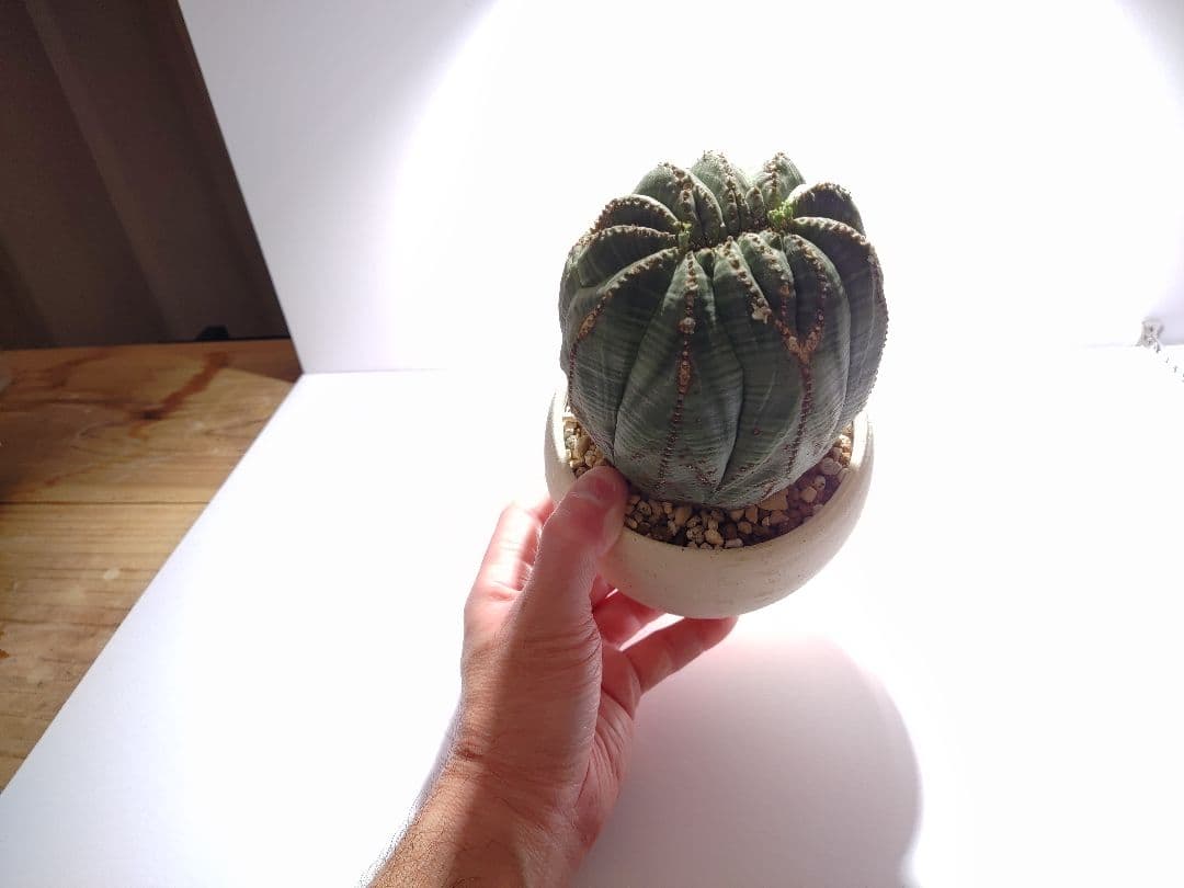 SNOOPY様 超巨大 ユーフォルビア オベサ 希少レア