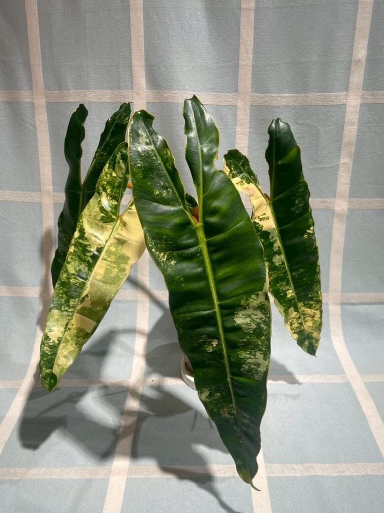 【超希少・特大葉45cm！】タイ直輸入 フィロデンドロン ビレッティア 斑入り